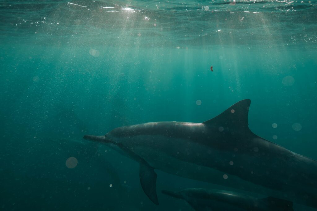 a dolphin swimming under water